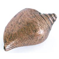 Emenee OR427-ABR Premier Collection Voluntidae Conch 2-1/4 inch x 1-1/2 inch in Antique Matte Brass Sea Life Series